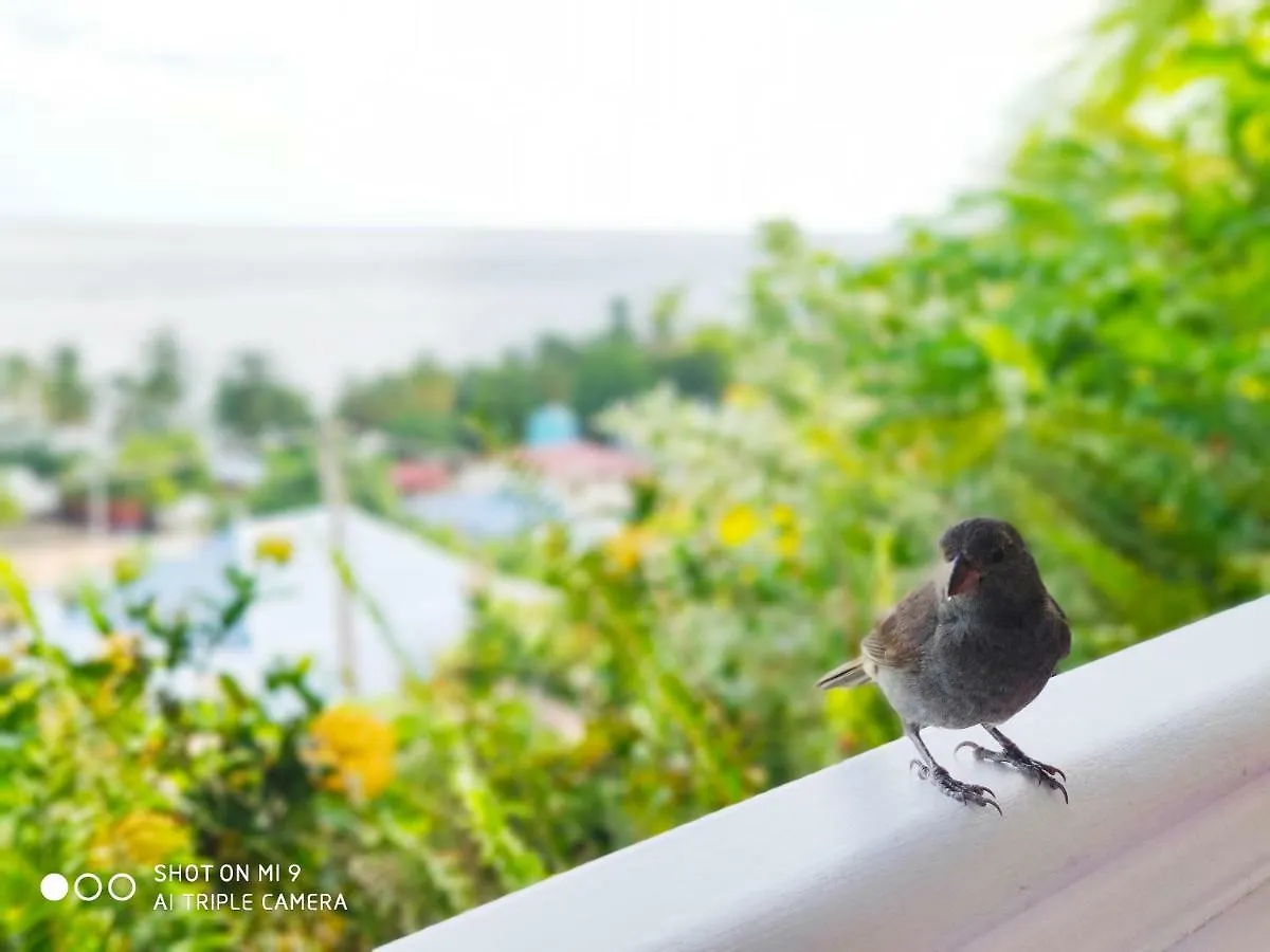 Hotel Le Manguier Morne Pavillon